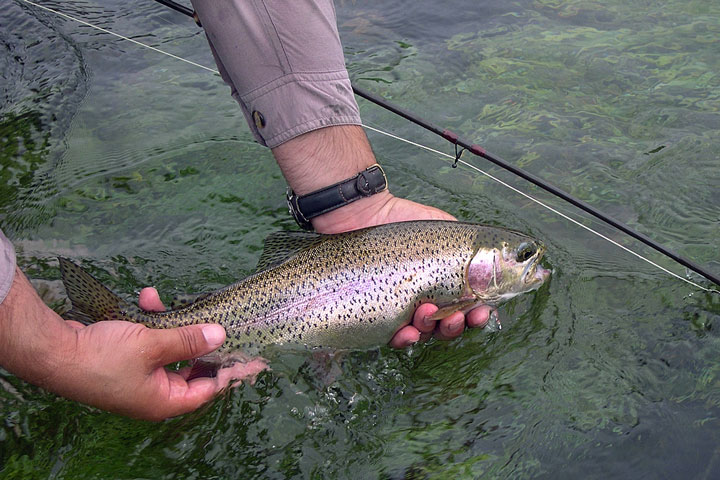angler releasing a rainbow trout in Arkansas waters