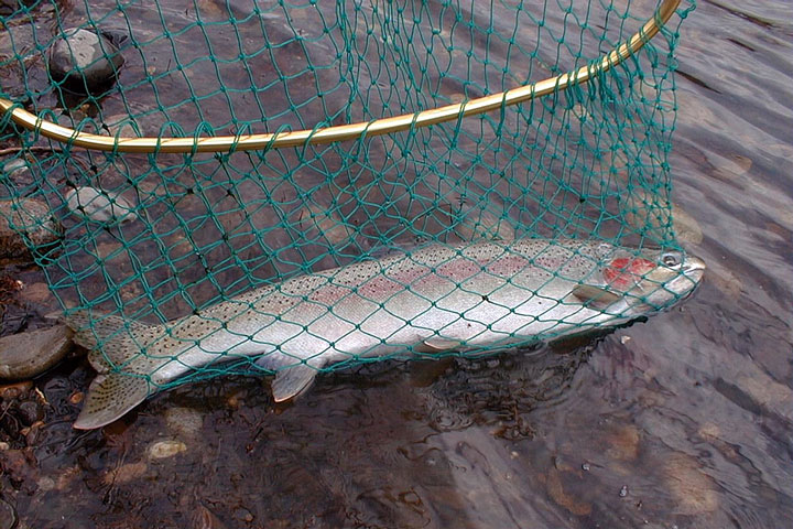 netted steelhead trout - Clearwater River, Idaho